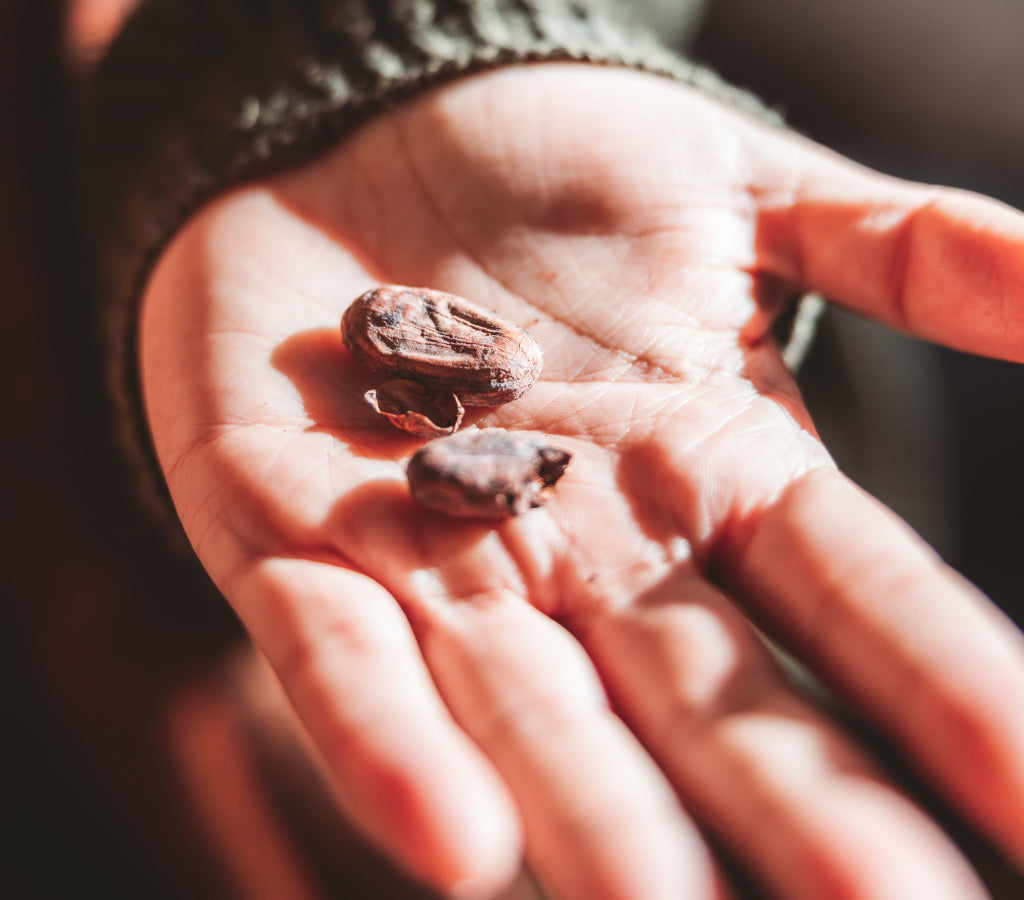 Two dark cacao beans held in a person's palm with a blurred background