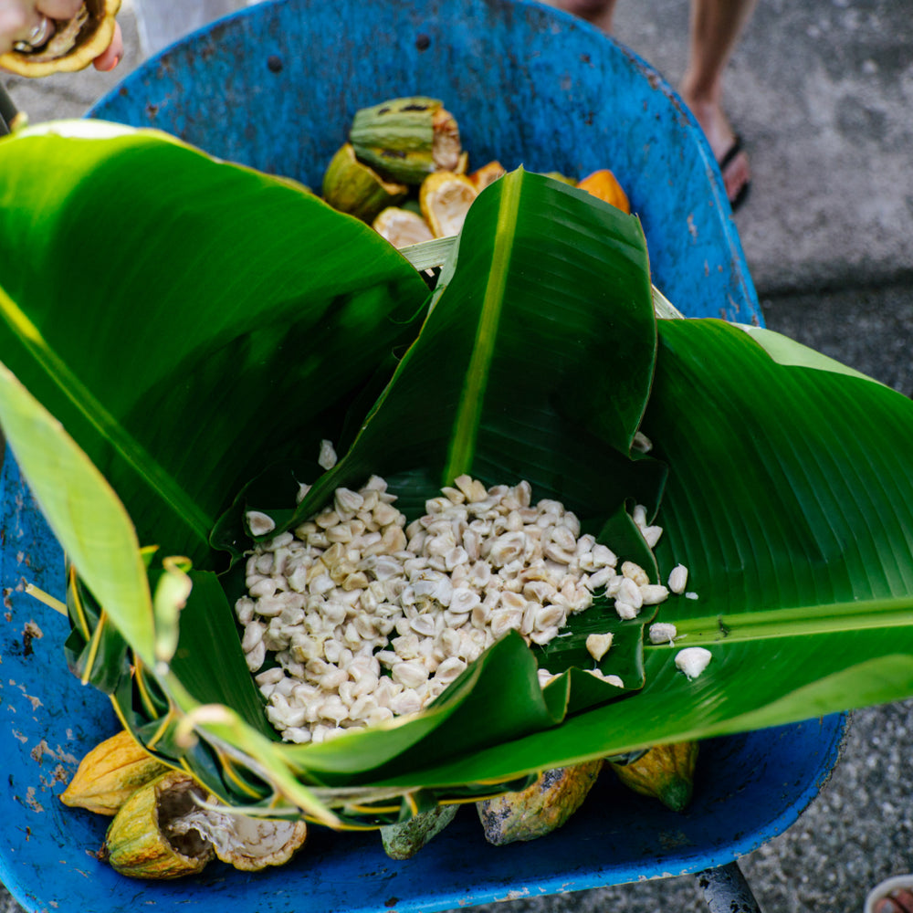 Cacao farming